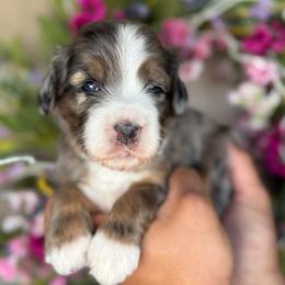 Iron man - Merle male Bernedoodle puppy in Yuciapa, California from AlltheDoodlez_