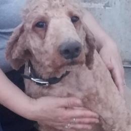 ARCHIE - Poodle