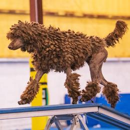 Poodles from Dawning Hope Poodles