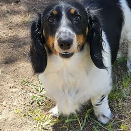 Phoebe - Dachshund