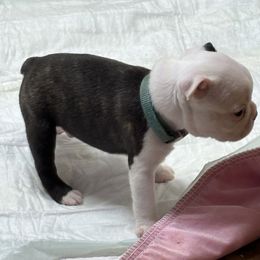 Ghost - Black brindle and white male Boston Terrier puppy in Alabama from Southern Bulldogs