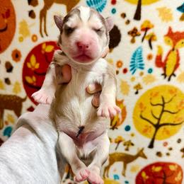 Oakley - Red and white male Siberian Husky puppy in Lunenburg, Vermont from SNOW WOOLY HUSKY