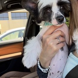 Diva - Pink and slate female Chinese Crested puppy in Dublin, California from Show Style Chinese Cresteds