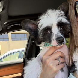 Diva - Pink and slate female Chinese Crested puppy in Dublin, California from Show Style Chinese Cresteds