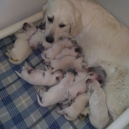 French Bulldog and Golden Retriever Puppies from Tracy Soreano