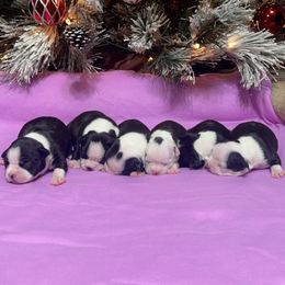 Boston Terrier Puppies from Candi's Boston Terriers