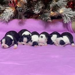 Boston Terrier Puppies from Candi's Boston Terriers