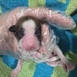 Harken - Red white and sable male Papillon puppy in Hollister, Missouri from Swan Creek Kennel