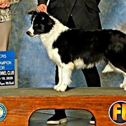 Juno - Border Collie
