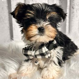 Nugget - Parti male Yorkshire Terrier puppy in Denver, Colorado from Melrey's paws