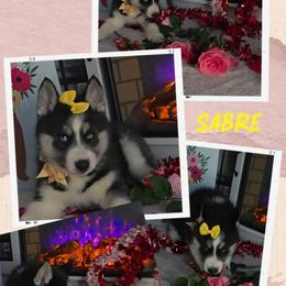 Sabre - Black and white female Siberian Husky puppy in Spring Hill, Florida from Whitmore Wolfpack LLC