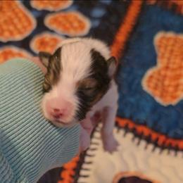 Baby girl 1 - Sable and white female Shetland Sheepdog puppy in Marshall, North Carolina from Small World Shelties