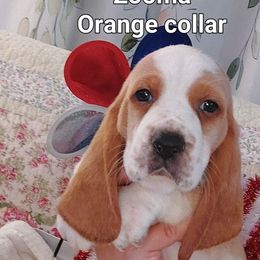 ZOOMA... ORANGE COLLAR - Lemon and white male Basset Hound puppy in Highland Heights, Kentucky from Hound Ridge Meadows
