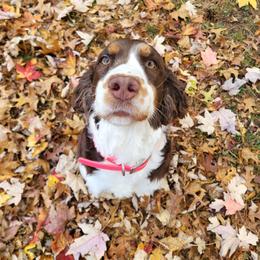 Lady - English Springer Spaniel