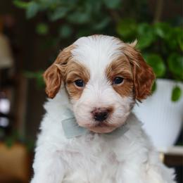 Hive - Parti male Goldendoodle puppy in Salado, Texas from Red Ranch Dogs