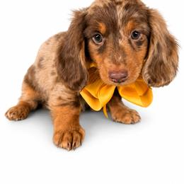 Danley - Dapple male Dachshund puppy in Illinois from William Rotsaert