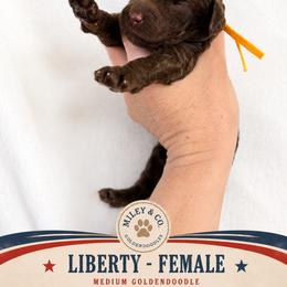 Liberty - Chocolate female Goldendoodle puppy in Escalon, California from Miley&Co.