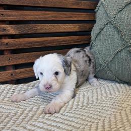Brooks - Blue merle and white male Sheepadoodle puppy in Norwood, Missouri from Neuroth Pup Co.