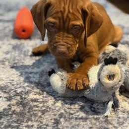 Vizsla Puppies from CBJ Vizslas