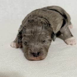 Girl 2 Aussie Doodle - Blue merle female Miniature Australian Shepherd puppy in Pensacola, Florida from TNT MINI AUSSIES