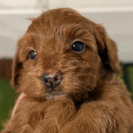 Cavapoos from Aloha Paradise Poodles LLC