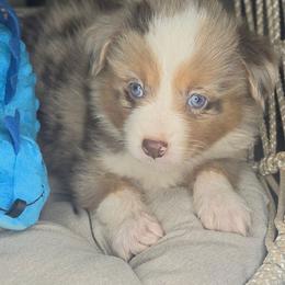 Stevie - Red merle male Aussiedoodle puppy in Lincoln, California from Pasta Puppies Doodles