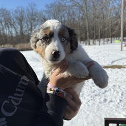 Boy 3 - Dapple male Dachshund puppy in Cabool, Missouri from Shannon Dachshunds