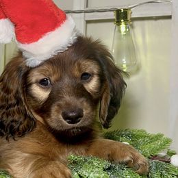 Rhett - Red Dachshund puppy in Poplarville, Mississippi from T's Kennel