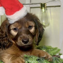 Rhett - Red Dachshund puppy in Poplarville, Mississippi from T's Kennel