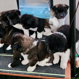 Akita Puppies from SunDevil Akitas