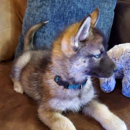 Siberian Husky Puppies from Evereve Kennels