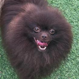 Crush - Pomeranian