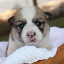 Pembroke Welsh Corgi Puppies from Mountain Adventure Farm