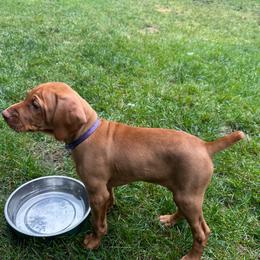 Purple - Red golden female Vizsla puppy in Brandon, South Dakota from Tallgrass Vizslas