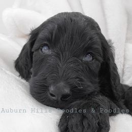 Goldendoodle Puppies from Auburn Hills Doodles & Poodles