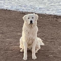 Sierra - Colorado Mountain Dog