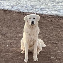 Sierra - Colorado Mountain Dog