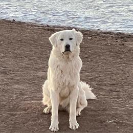 Sierra - Colorado Mountain Dog