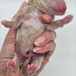 Boy - Apricot male Poodle puppy in Salem, Missouri from Meadowbrook Poodles