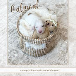 Oatmeal - Parti male Goldendoodle puppy in Bell Buckle, Tennessee from Precious Puptown Doodles