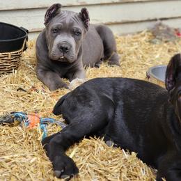 Cane Corso and Rottweiler Puppies from Hildegarde Kennels