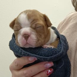 Boston Terrier and French Bulldog Puppies from Reds Studio