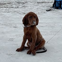 Redbone Coonhound Puppies from Shannon Family Redbone Coonhounds