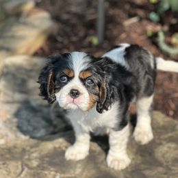 Cavalier King Charles Spaniel Puppies from Kara's Cavalier King Charles Spaniels