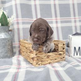 Boy 5 - Liver roan German Shorthaired Pointer puppy in New Kent, Virginia from Stevens Shorthairs