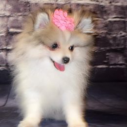 Pomeranian and Pomsky Puppies from Pom Pom Pomskies-TN