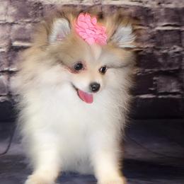 Pomeranian and Pomsky Puppies from Pom Pom Pomskies-TN