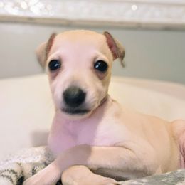 Brussels Griffon and Italian Greyhound Puppies from Adornare Kennels