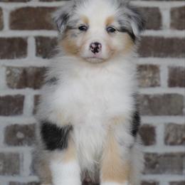 Blue male 1 - Blue merle male Australian Shepherd puppy in Riverton, Utah from Prestige Aussies