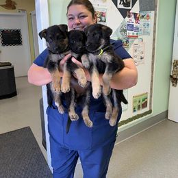 German Shepherd Puppies from Muddy Acres German Shepherds